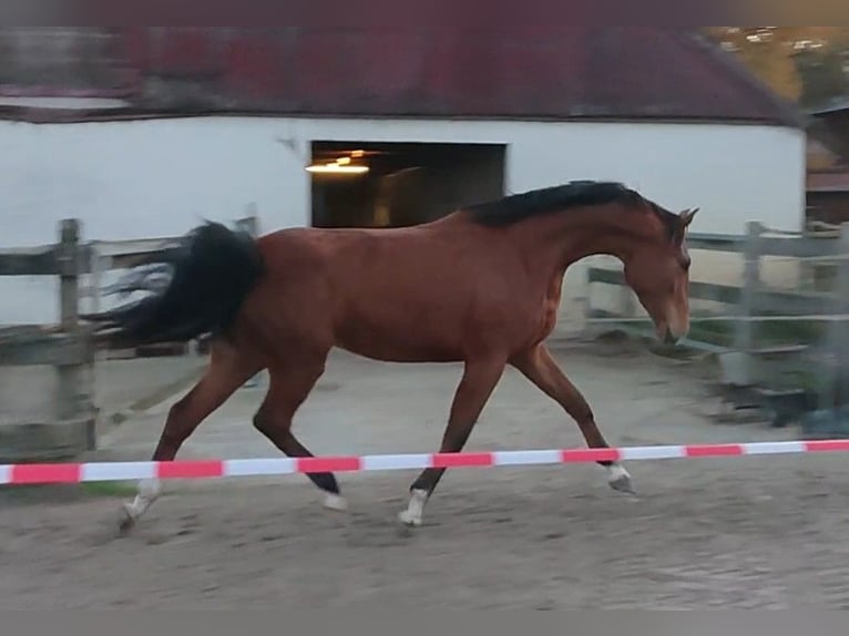 Oldenburg Mare 3 years 16,1 hh Brown in Damme