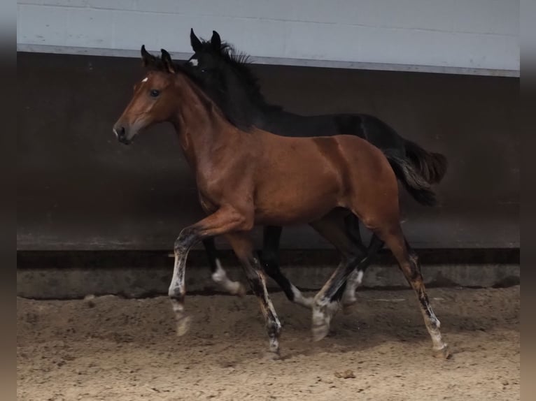 Oldenburg Mare 3 years 16,1 hh Brown in Bramsche