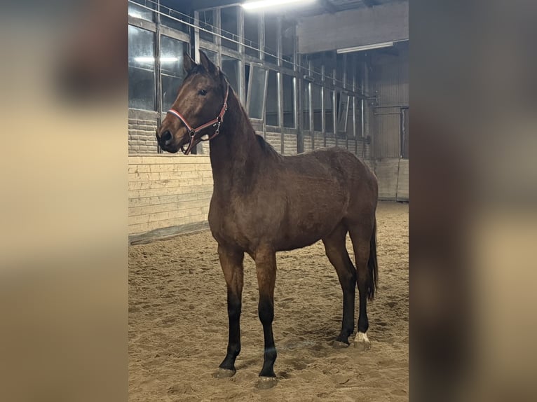 Oldenburg Mare 3 years 16,1 hh Brown in Mainz