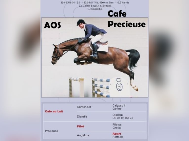 Oldenburg Mare 3 years 16,1 hh Brown in Bramsche