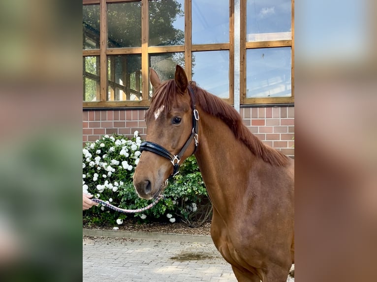 Oldenburg Mare 3 years 16,1 hh Chestnut in Drantum