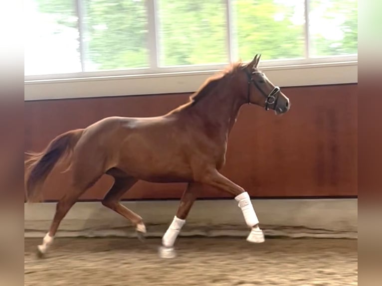Oldenburg Mare 3 years 16,1 hh Chestnut-Red in Berne