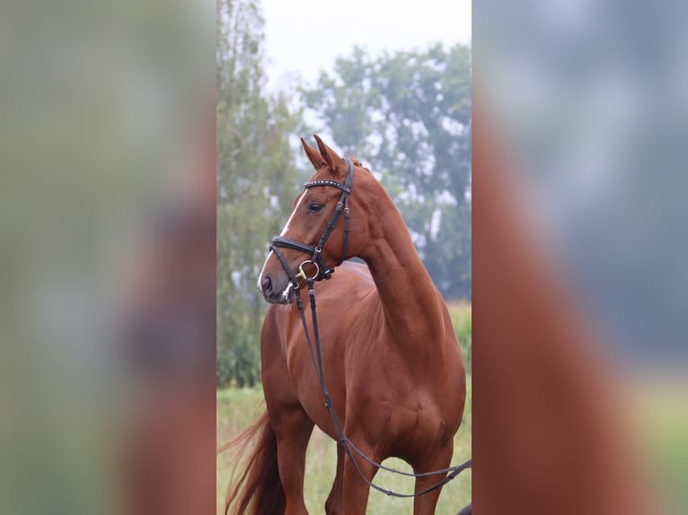 Oldenburg Mare 3 years 16,1 hh Chestnut-Red in Cappeln (Oldenburg)