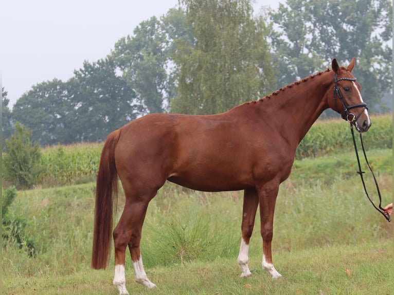 Oldenburg Mare 3 years 16,1 hh Chestnut-Red in Cappeln (Oldenburg)
