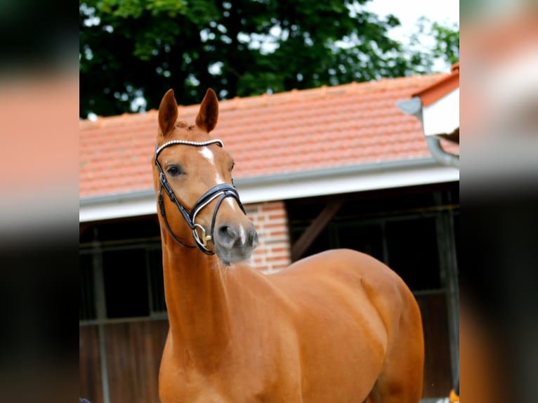 Oldenburg Mare 3 years 16,1 hh Chestnut-Red in Bramsche