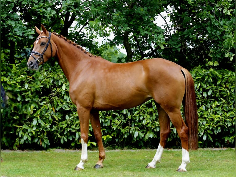 Oldenburg Mare 3 years 16,1 hh Chestnut-Red in Bramsche