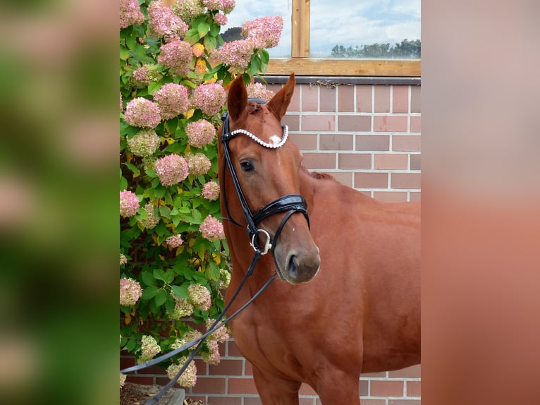 Oldenburg Mare 3 years 16,1 hh Chestnut-Red in Drantum