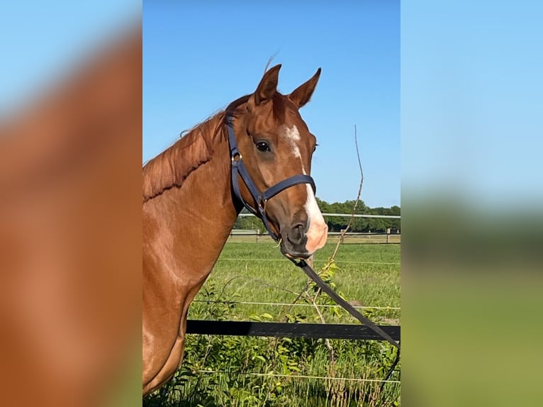 Oldenburg Mare 3 years 16,1 hh Chestnut-Red in Werlte