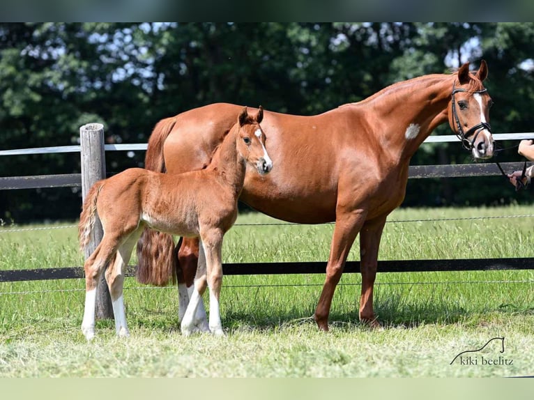 Oldenburg Mare 3 years 16,1 hh Chestnut-Red in Werlte