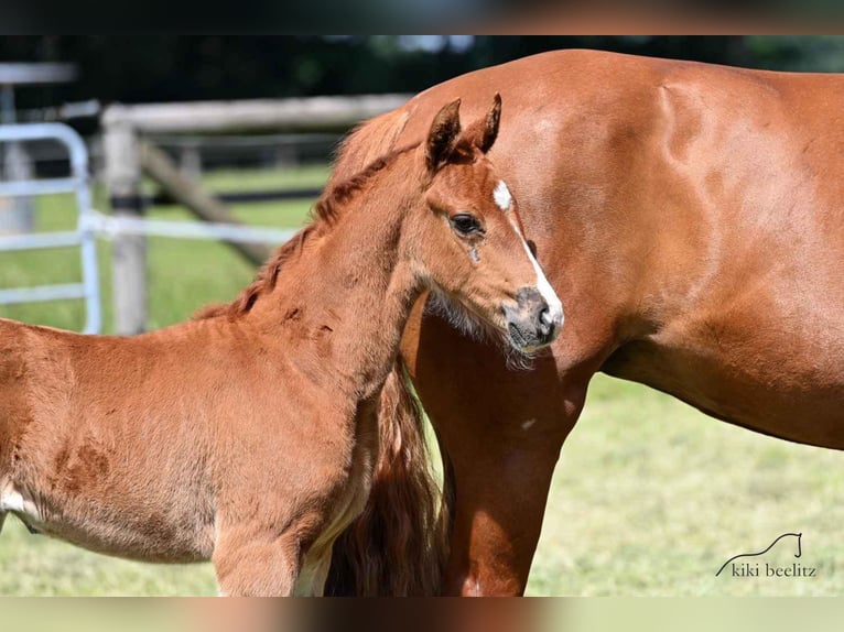 Oldenburg Mare 3 years 16,1 hh Chestnut-Red in Werlte