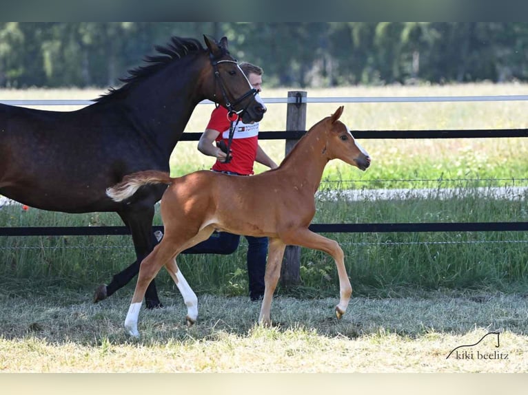 Oldenburg Mare 3 years 16,1 hh Chestnut-Red in Werlte