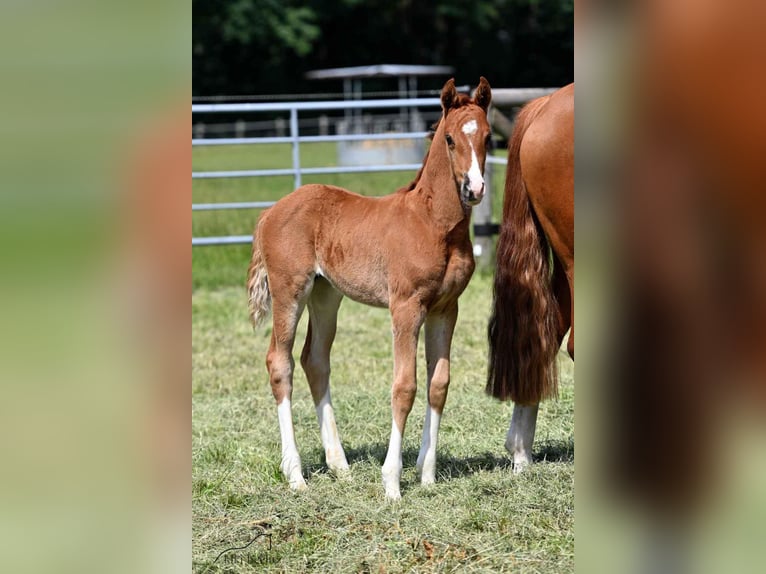 Oldenburg Mare 3 years 16,1 hh Chestnut-Red in Werlte