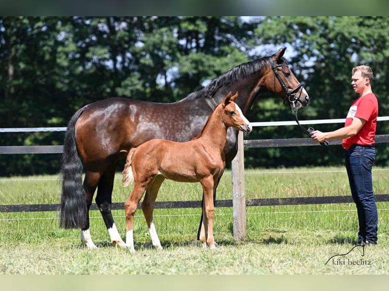 Oldenburg Mare 3 years 16,1 hh Chestnut-Red in Werlte