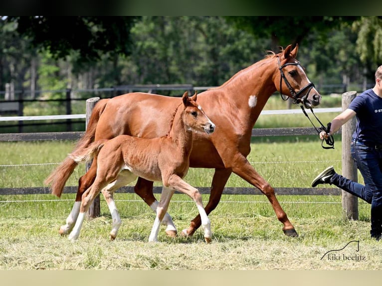 Oldenburg Mare 3 years 16,1 hh Chestnut-Red in Werlte
