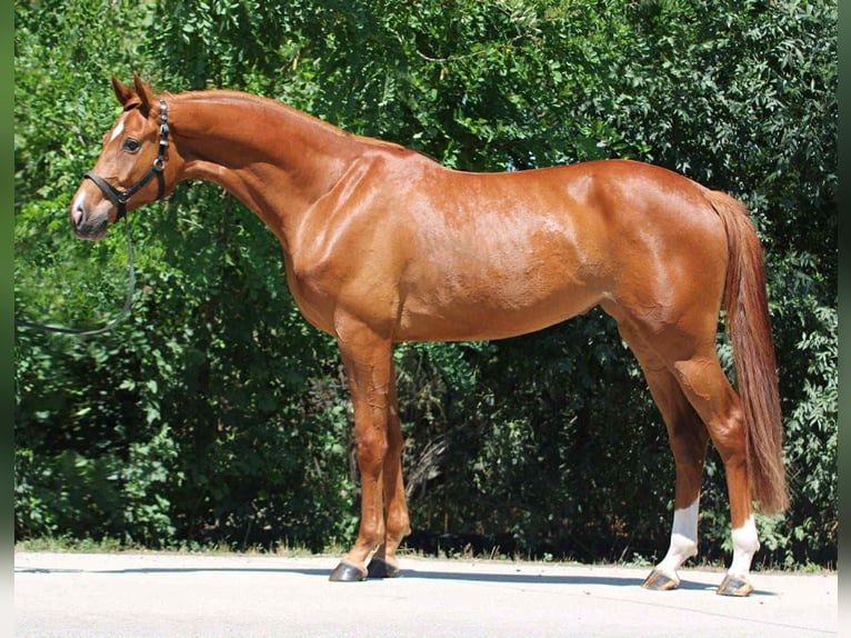 Oldenburg Mare 3 years 16,1 hh Chestnut-Red in B&#xE9;k&#xE9;scsaba
