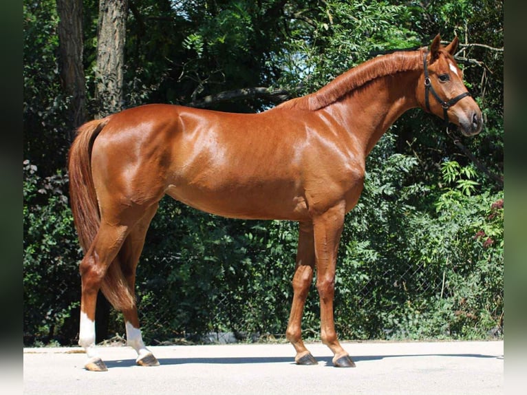 Oldenburg Mare 3 years 16,1 hh Chestnut-Red in B&#xE9;k&#xE9;scsaba