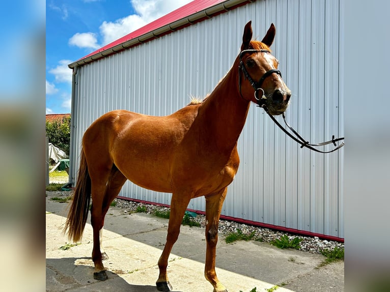 Oldenburg Mare 3 years 16,1 hh Chestnut-Red in Majewo