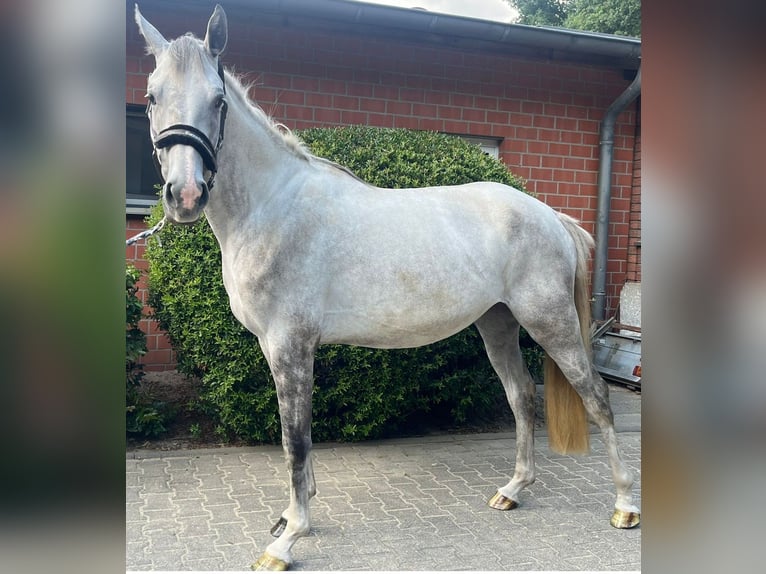 Oldenburg Mare 3 years 16,1 hh Gray in Oer-Erkenschwick