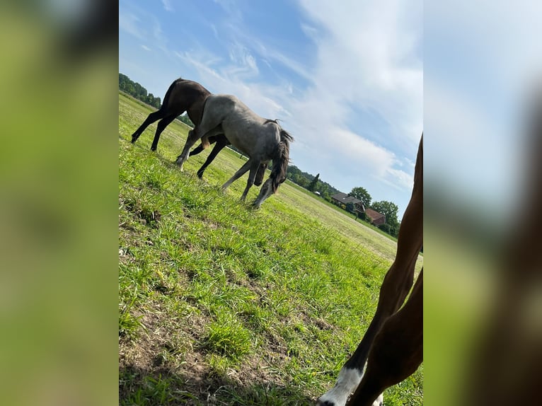 Oldenburg Mare 3 years 16,1 hh Gray in Oer-Erkenschwick