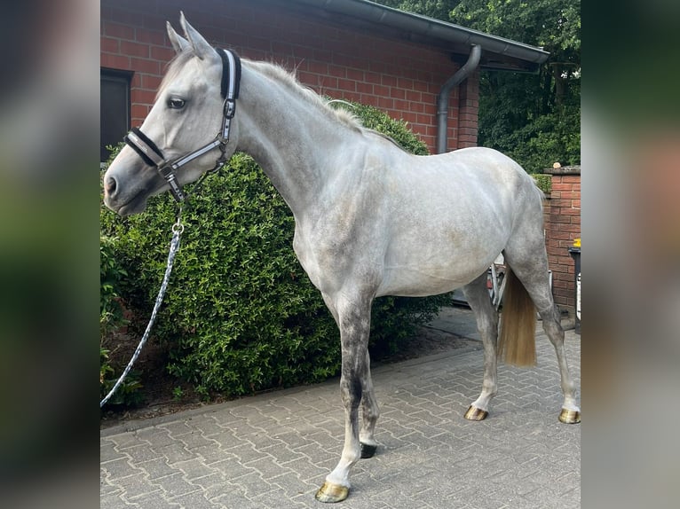 Oldenburg Mare 3 years 16,1 hh Gray in Oer-Erkenschwick