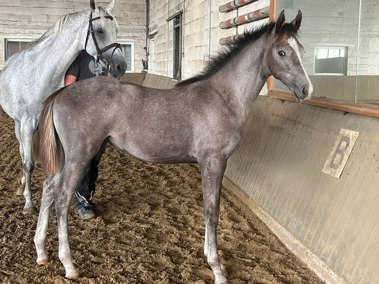 Oldenburg Mare 3 years 16,1 hh Gray in Oer-Erkenschwick