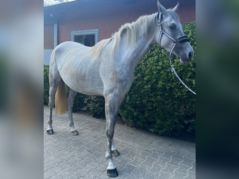 Oldenburg Mare 3 years 16,1 hh Gray in Oer-Erkenschwick