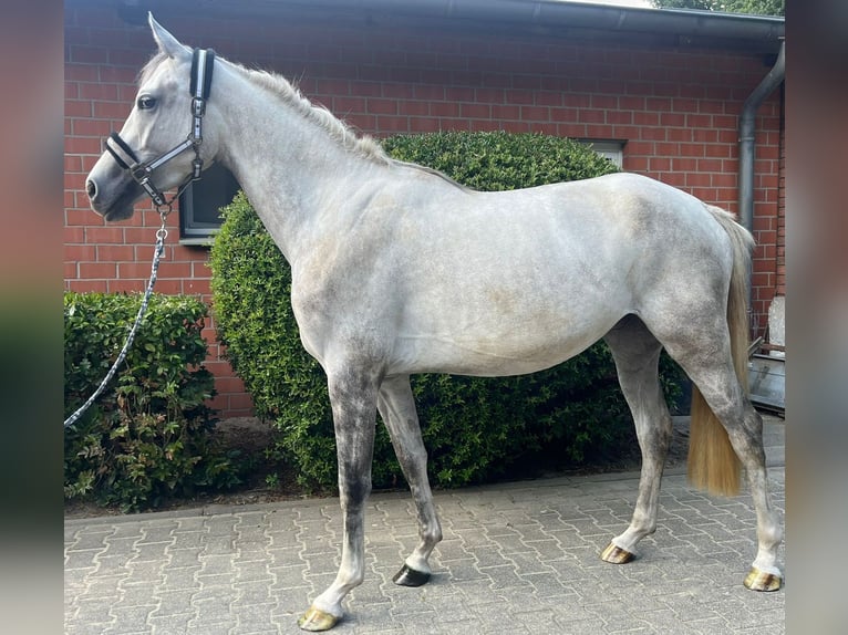 Oldenburg Mare 3 years 16,1 hh Gray in Oer-Erkenschwick