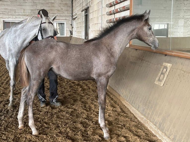 Oldenburg Mare 3 years 16,1 hh Gray in Oer-Erkenschwick