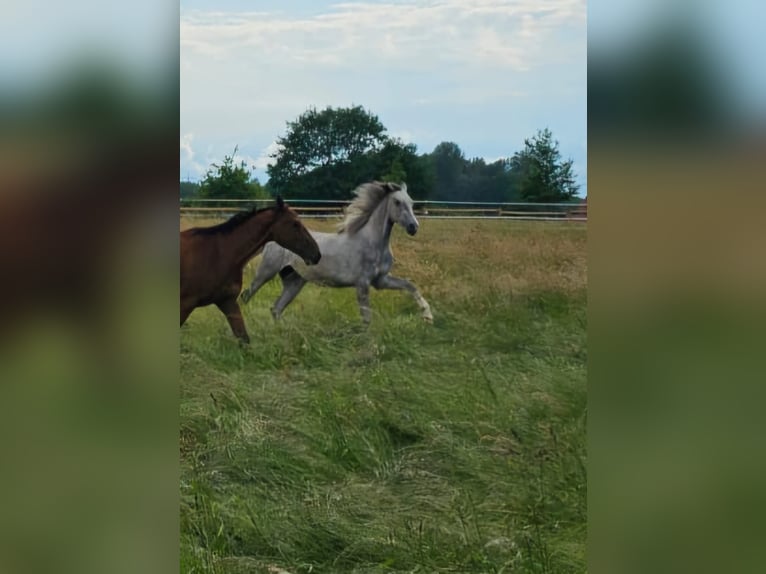 Oldenburg Mare 3 years 16,1 hh Gray in Oer-Erkenschwick