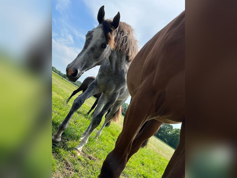 Oldenburg Mare 3 years 16,1 hh Gray in Oer-Erkenschwick
