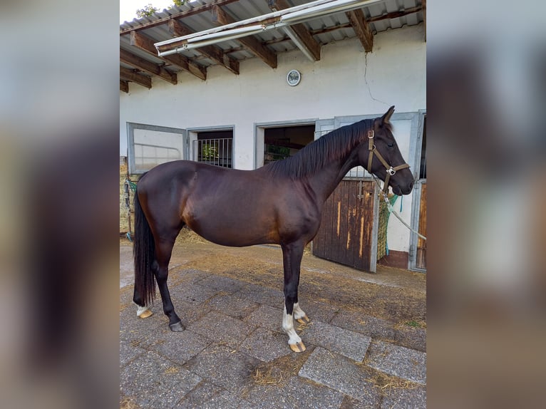 Oldenburg Mare 3 years 16,1 hh Smoky-Black in Königsmoos