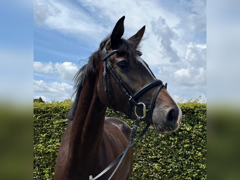 Oldenburg Mare 3 years 16,1 hh Smoky-Black in M&#xFC;nster