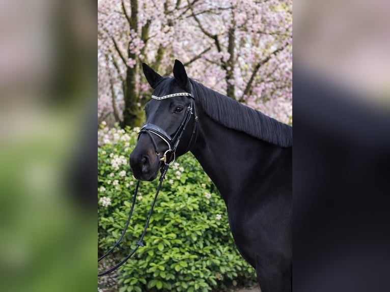 Oldenburg Mare 3 years 16,2 hh Black in Fürstenau