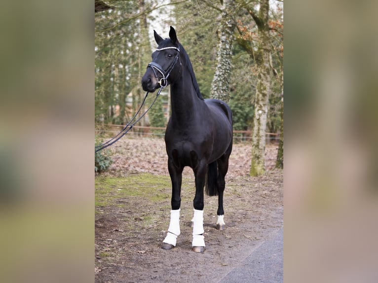 Oldenburg Mare 3 years 16,2 hh Black in Fürstenau