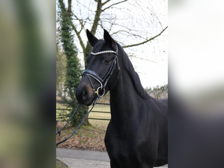 Oldenburg Mare 3 years 16,2 hh Black in Fürstenau