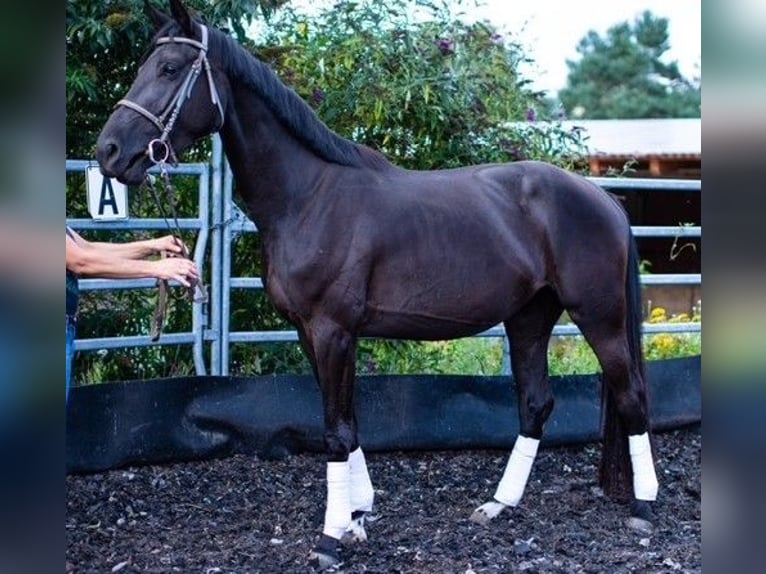 Oldenburg Mare 3 years 16,2 hh Black in Moritzburg