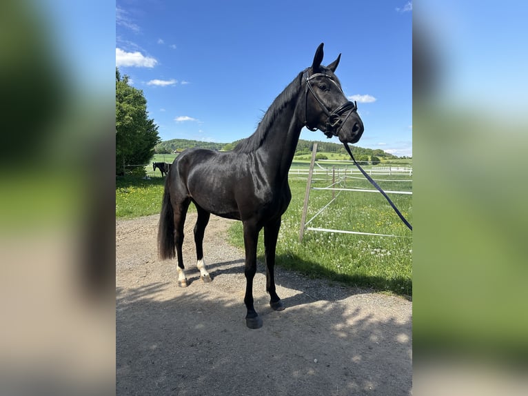 Oldenburg Mare 3 years 16,2 hh Black in Thalm&#xE4;ssing