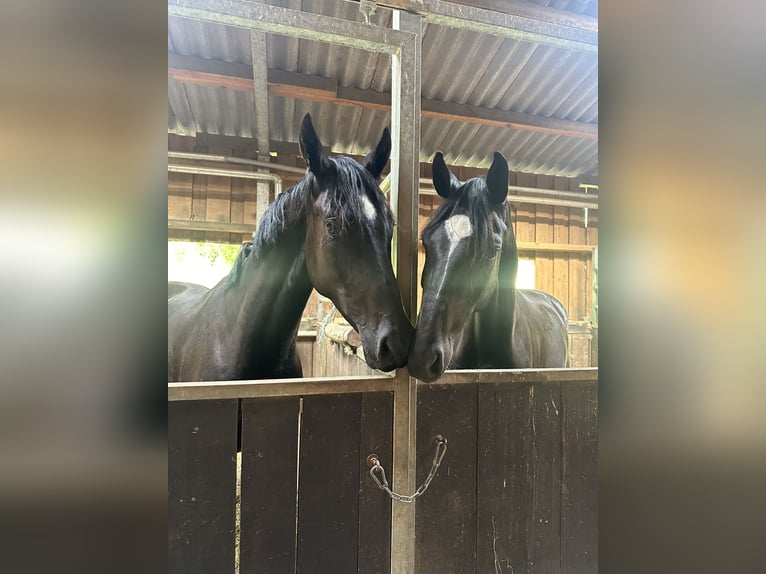 Oldenburg Mare 3 years 16,2 hh Black in Thalm&#xE4;ssing