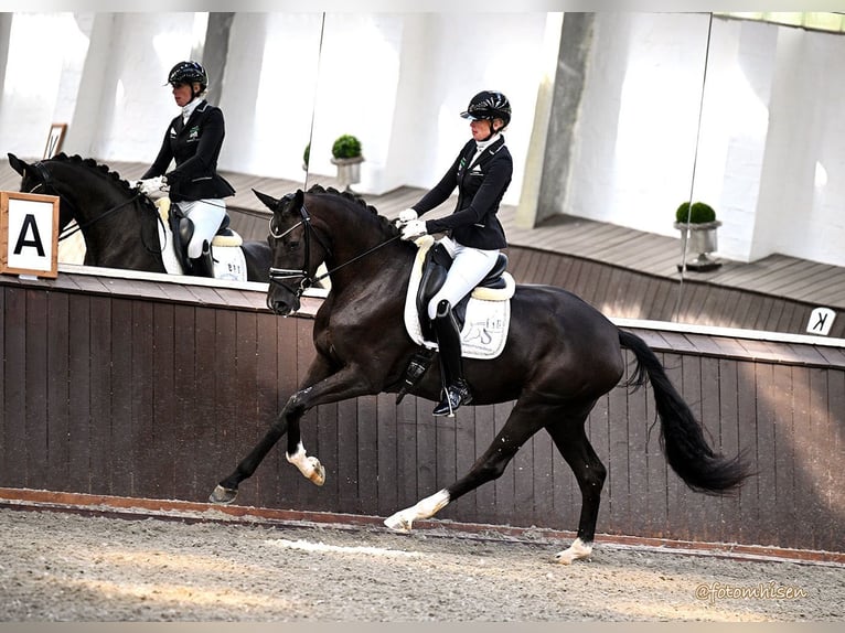 Oldenburg Mare 3 years 16,2 hh Black in Vechta