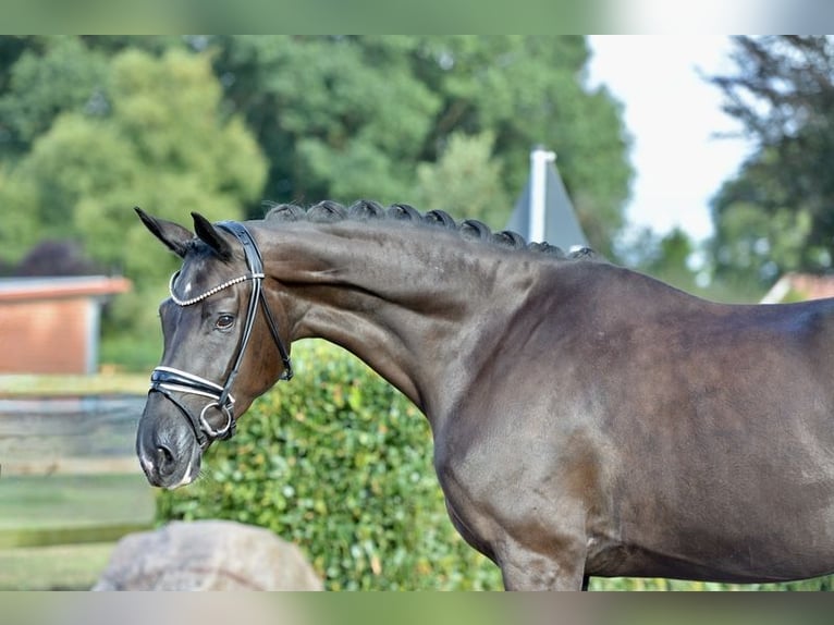 Oldenburg Mare 3 years 16,2 hh Black in Vechta