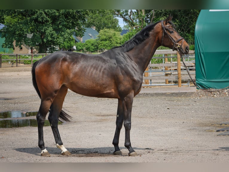 Oldenburg Mare 3 years 16,2 hh Brown in Rickling