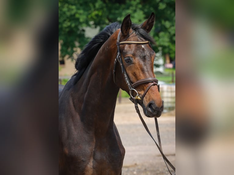 Oldenburg Mare 3 years 16,2 hh Brown in Rickling