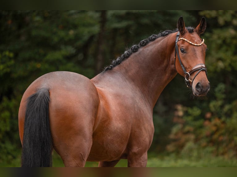 Oldenburg Mare 3 years 16,2 hh Brown in Wehringen
