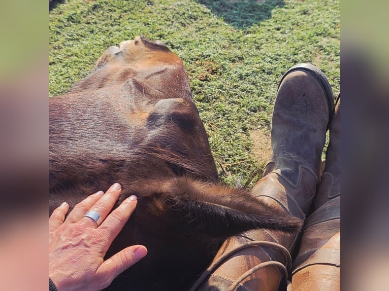 Oldenburg Mare 3 years 16,2 hh Brown in Neubrunn