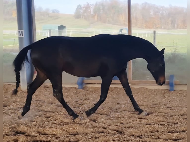 Oldenburg Mare 3 years 16,2 hh Brown in Neubrunn