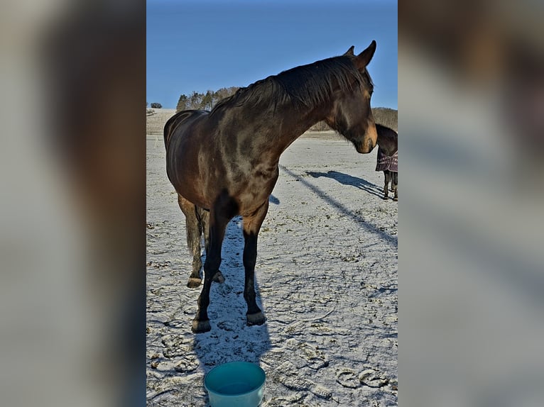 Oldenburg Mare 3 years 16,2 hh Brown in Neubrunn