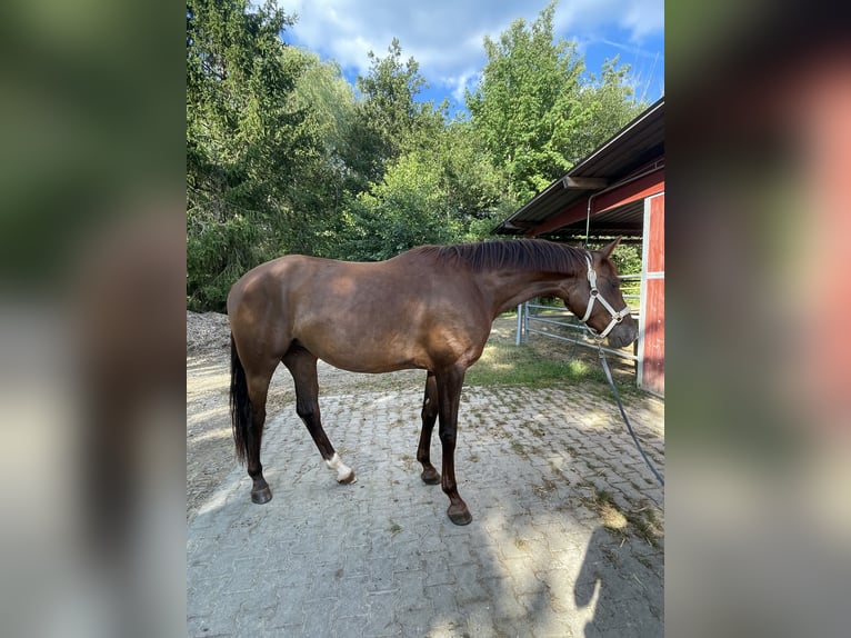 Oldenburg Mare 3 years 16,2 hh Chestnut in Reutlingen
