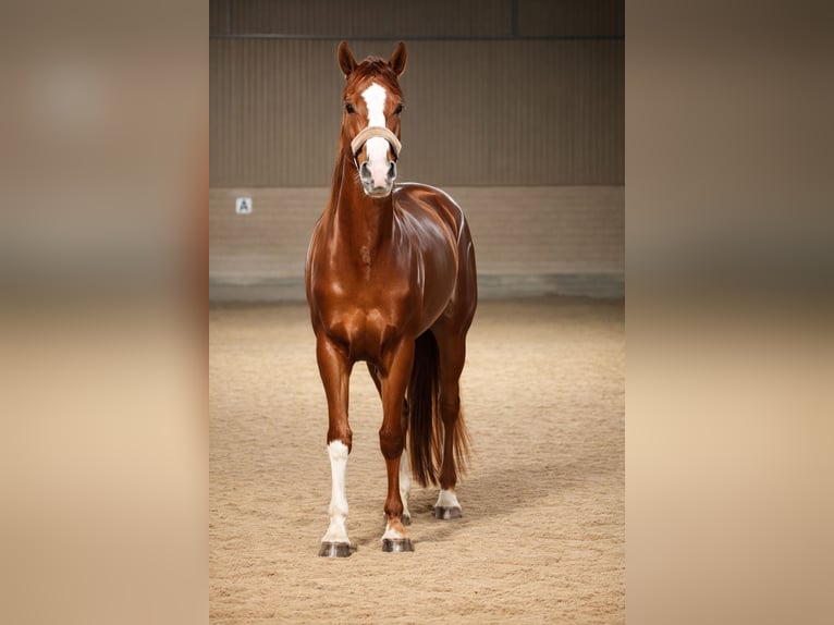 Oldenburg Mare 3 years 16,2 hh Chestnut in Mainz
