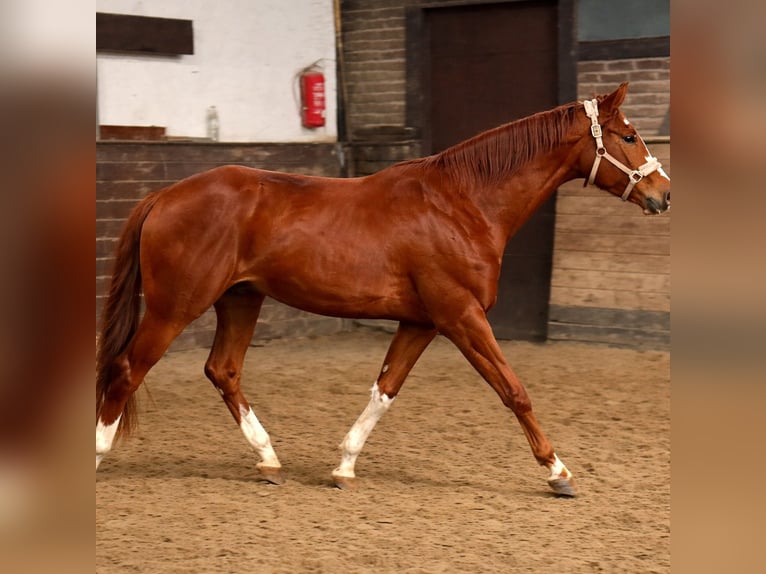Oldenburg Mare 3 years 16,2 hh Chestnut in Mainz