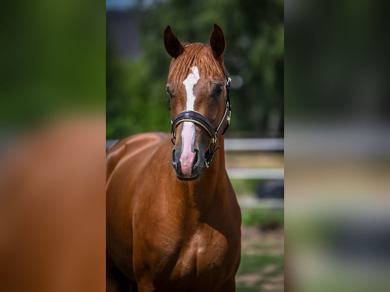 Oldenburg Mare 3 years 16,2 hh Chestnut-Red in Hetzerath